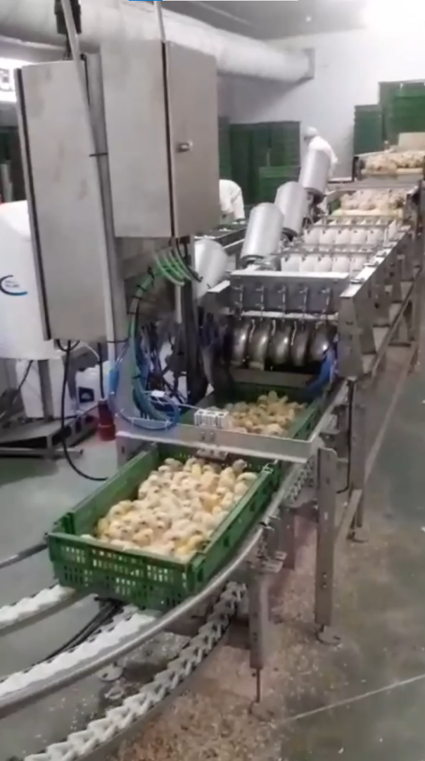 SISTEMA DE MANUNTENCION CONTADOR DE POLLOS